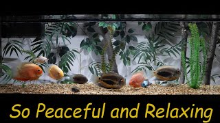 SEVERUM CICHLID tank mates feeding peacefully [upl. by Calv471]