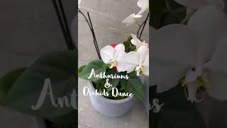 Exotic Elegance Anthurium and Orchid Plants in Breathtaking Harmony [upl. by Burnight]