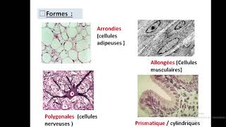 Cytologieبالعربية  3 La Membrane Plasmique  Part 1 La Structure de la Membrane Plasmique [upl. by Sydel]