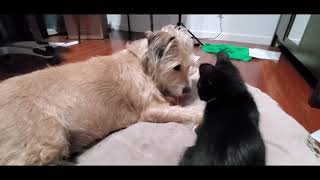 Tuxedo Kitten puppy play 2 [upl. by Priest413]