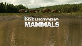 A Look At Prehistoric Mammals [upl. by Hnah129]