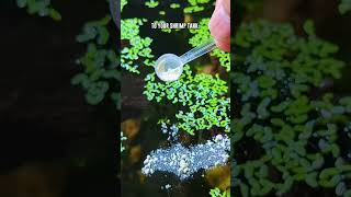 Try Feeding Your Shrimp Tank This Micro Powdered Food 🦐 shorts [upl. by Notsirb627]