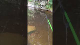 Berkley powerbait works every time maine creekchub [upl. by Pitarys673]