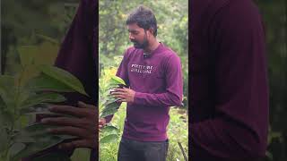 Thai Sampangi Plants  Flowers  Ashok Chakra Nursery  Kadiyam Abbai [upl. by Annairdna900]