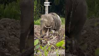 Bornean Pygmy Elephant Now and Then elephant endangered shorts [upl. by Tades]