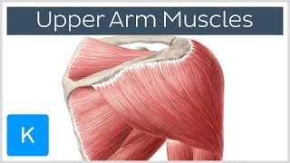 Muscles of the upper arm and shoulder blade  Human Anatomy  Kenhub [upl. by Ensoll]