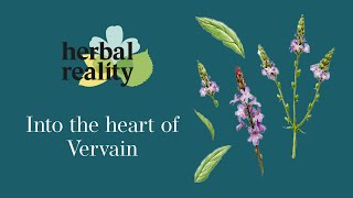 Vervain [upl. by Snilloc271]