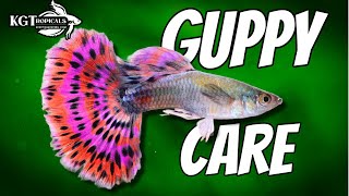 Guppy Fish Care 10 Things You Should Know About Guppies Great Beginner Fish [upl. by Aneelas]