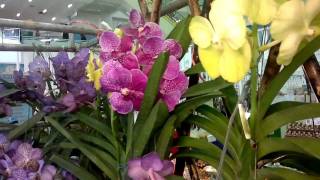 Bangkok Flower Market Exotic Orchids [upl. by Eilahtan]