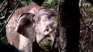 Saving the endangered species of Borneo Pygmy Elephants [upl. by Pollitt]