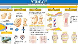 EMBRIOLOGIA DESARROLLO DE LAS EXTREMIDADES [upl. by Notsag]