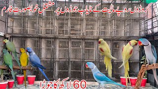 Lutino alexandrine  Yellow Raw  Blue alexandrine  Blue Raw  Ringneck amp Raw Breeding Farm Multan [upl. by Nnylear136]