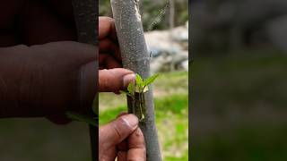 Grafting fig tree very simple grafting [upl. by Veradis]