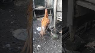 ayam bangkok klasik [upl. by Acisej]