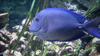 Acanthurus coeruleus  Bloch amp Schneider 1801  acanthuridae  Chirurgien bleu  Paris  032015 [upl. by Artep]