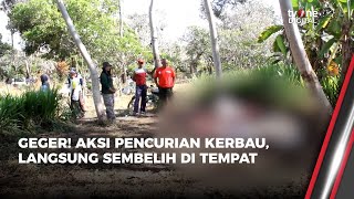 Warga Lumajang Digegerkan Pencurian Kerbau yang Sisakan Tulang dan Kepala  OneNews Update [upl. by Novaat755]