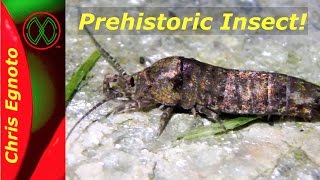 A Prehistoric insect  The Jumping Bristletail [upl. by Zsa Zsa]