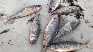 Hundreds of Dead Salmon Mysteriously Washed Shore in Cape Jervis [upl. by Langer173]