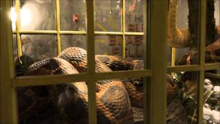 Magical Menagerie Diagon Alley Universal Studios Florida [upl. by Nesahc]