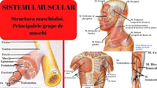 ADMITERE MEDICINA SISTEMUL MUSCULAR 1 Structura muschiului si principalele grupe de muschi [upl. by Alyhs]