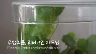 수생식물 워터코인 가드닝 Planting Hydrocotyle Verticillatas [upl. by Anavahs]