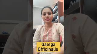 Galega Officinalis homeopathic medicine benefits uses and Side effects in Hindi [upl. by Hilleary]