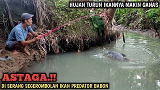 YA AMPUN MANCING IKAN GURAMEH DI SUNGAI INI BIKIN LUPA SEGALANYA  HUJAN² IKAN TAMBAH GANAS BRO [upl. by Switzer]