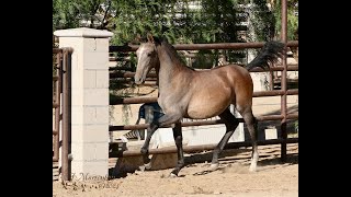 Available  quotLoki Moonquot 2024 Grey PRE colt [upl. by Fifine]