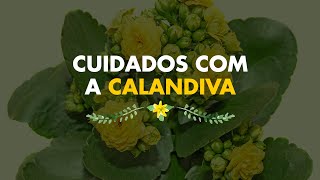 Como fazer mudas de Kalanchoecalandivas e Suculentas [upl. by Nilved553]