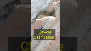 Clavicle Bone Ossification anatomy medical study shorts viral [upl. by Leinahtan688]