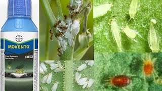 Movento od  movhento  Bayer movento  systemic insecticide [upl. by Neoma]