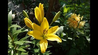 How to multiple Asiatic Lily  Ilium Plant [upl. by Suravart]