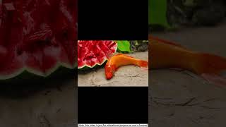 frog do farming and fish eat his watermelon shorts stopmotion [upl. by Onairam24]