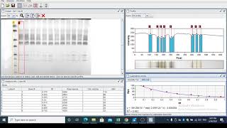 SDSPAGE Quantification Simple way Gel analyzer [upl. by Demaria]