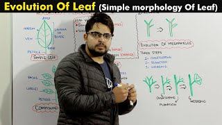 Evolution Of leaf Leaf morphology and Venation [upl. by Aitsirk]