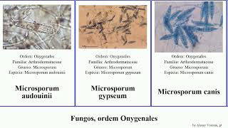 Fungos ordem Onygenales apis fungus canis chartarum Microsporum Ascosphaera Trichophyton Jesse [upl. by Kev]