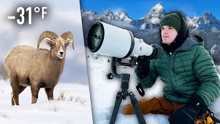 I Spent Winter Photographing Wildlife in the Rocky Mountains [upl. by Ydur]