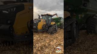 Corn Harvest 2023 near Arcanum Ohio agriculture corncrop farming [upl. by Ainit]