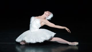 The Dying Swan – Natalia Osipova The Royal Ballet [upl. by Eninahs491]