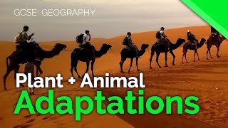 David Attenborough The Fascinating Life Cycle of Desert Plants  Nature Bites [upl. by Anoif]