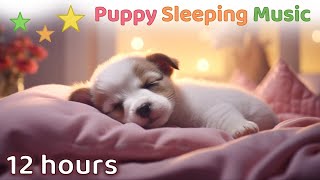 Puppy Sleeping Music 🎵🐶 Music that makes dogs comfortable 🐶 Dog Calming Music Sleep 🎵 Relaxing Piano [upl. by Wie]