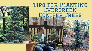 Tips for Planting Evergreen Conifer Trees Tutorial [upl. by Lazos]