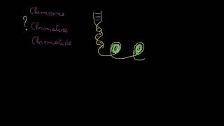 Chromosomes chromatides chromatine etc [upl. by Imik]