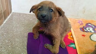 Three puppies rescued with severe rickets were given a fresh lease on life [upl. by Ahsikin587]