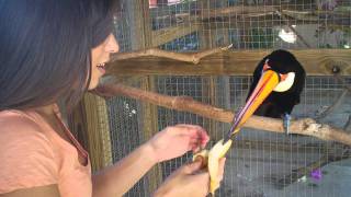 Sharing a Banana with Pepe the Toucan [upl. by Ellga]