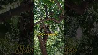 khubani Plant khubani fruit shorts ytshorts subscribe hunza viralvideo [upl. by Eel]