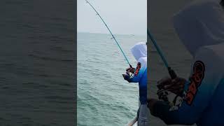 Dahsyatnya menarik ikan fishing predatorrawa fish rawapening mancingrawa shortvideo shorts [upl. by Otilegna409]