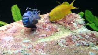 Malawi Cichlids Breeding Close up hd vid of Pseudotropheus saulosi spawning [upl. by Airdnazxela]