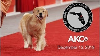 Central Florida Kennel Club AllBreed Show [upl. by Canica265]