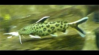 Synodontis Petricola Dwarf Lake Synodontis [upl. by Kirat]